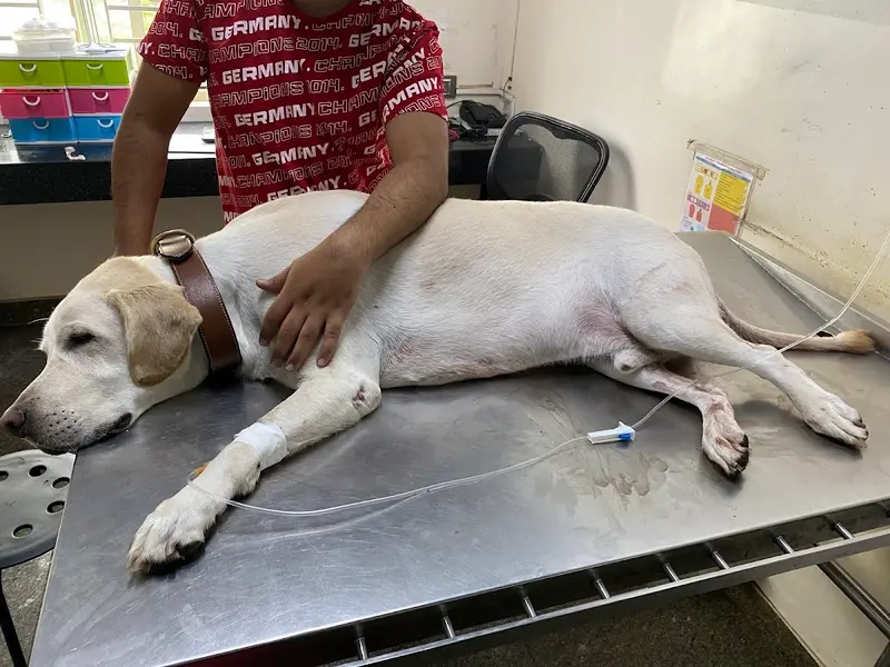 Renee Vet Hospital, photo 4
