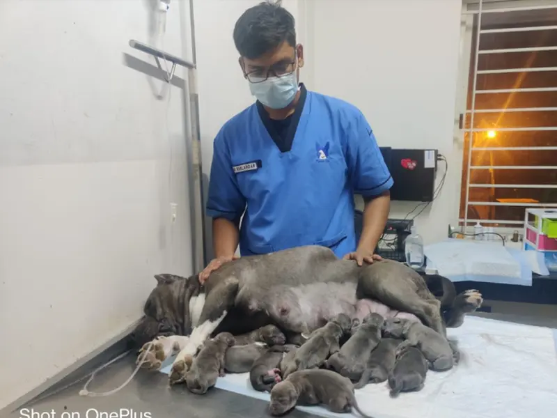 Renee Vet Hospital, photo 5