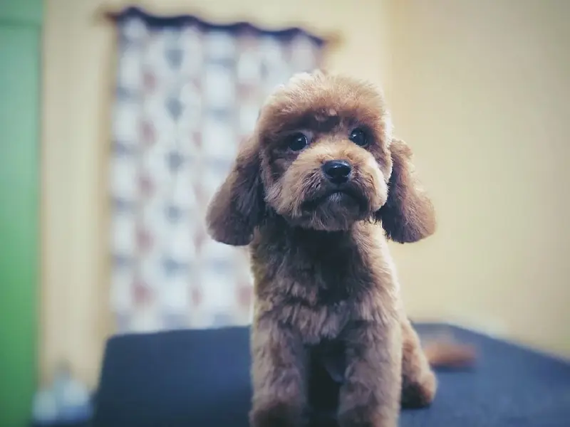 Royal Pet Care, photo 2