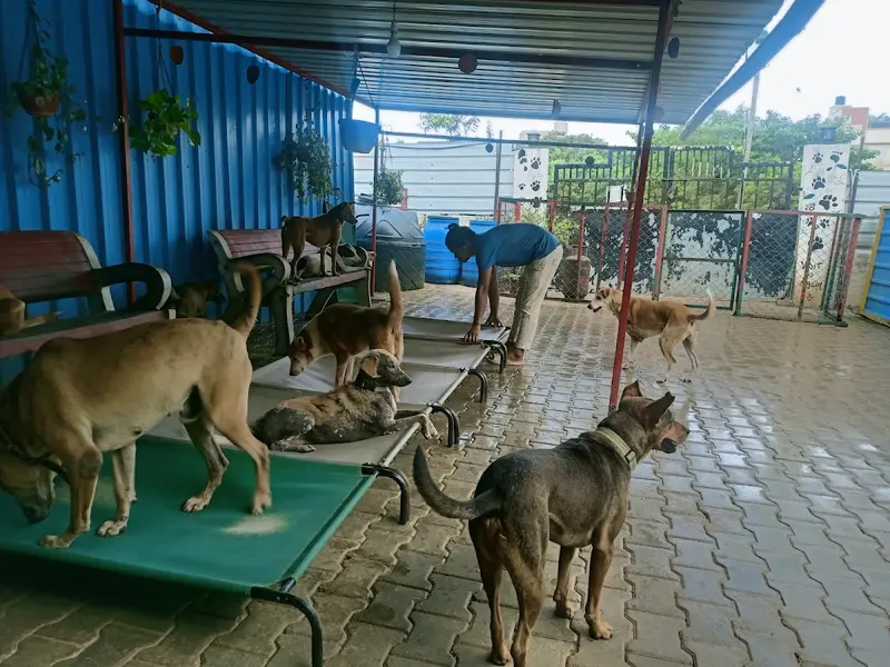 Sarvoham Animal Foundation, photo 2