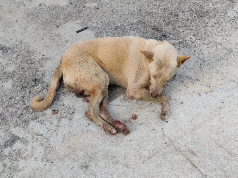 Sarvoham Animal Foundation, photo 3