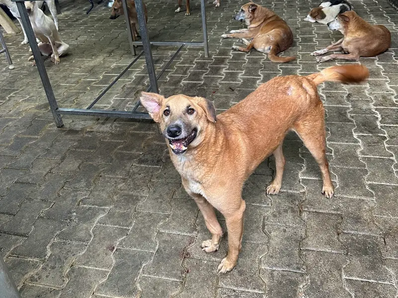 Sarvoham Animal Foundation, photo 4