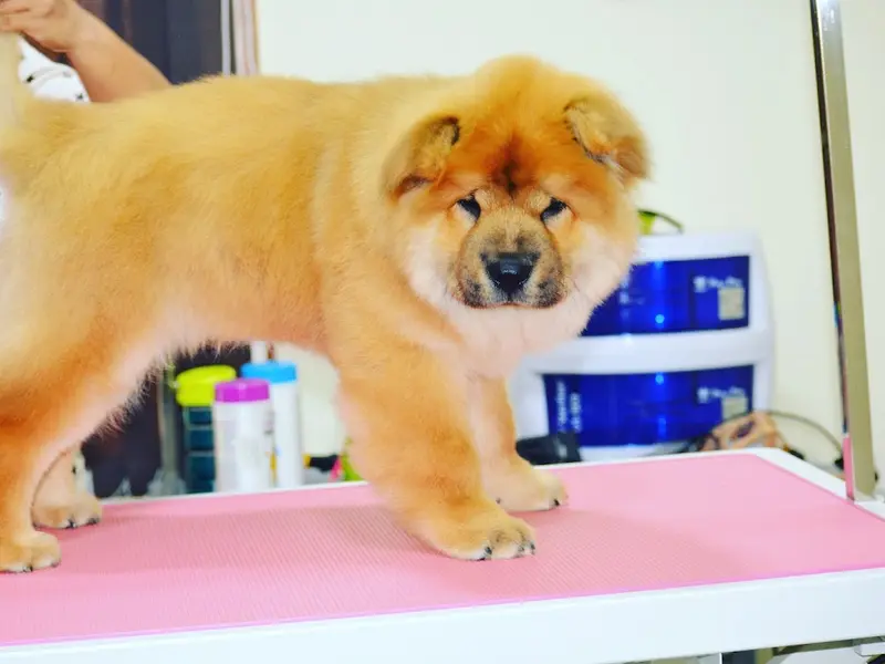 Yeffna Poonacha's The Dog Studio- Pet Grooming Academy India, Karnataka, Bengaluru, photo 2