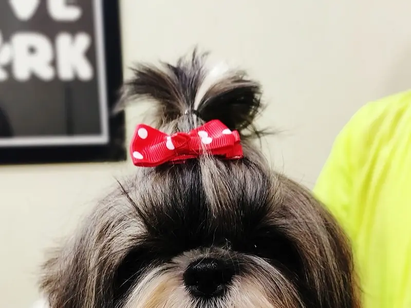 Yeffna Poonacha's The Dog Studio- Pet Grooming Academy India, Karnataka, Bengaluru, photo 4