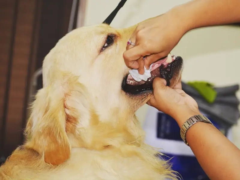 Yeffna Poonacha's The Dog Studio- Pet Grooming Academy India, Karnataka, Bengaluru, photo 5