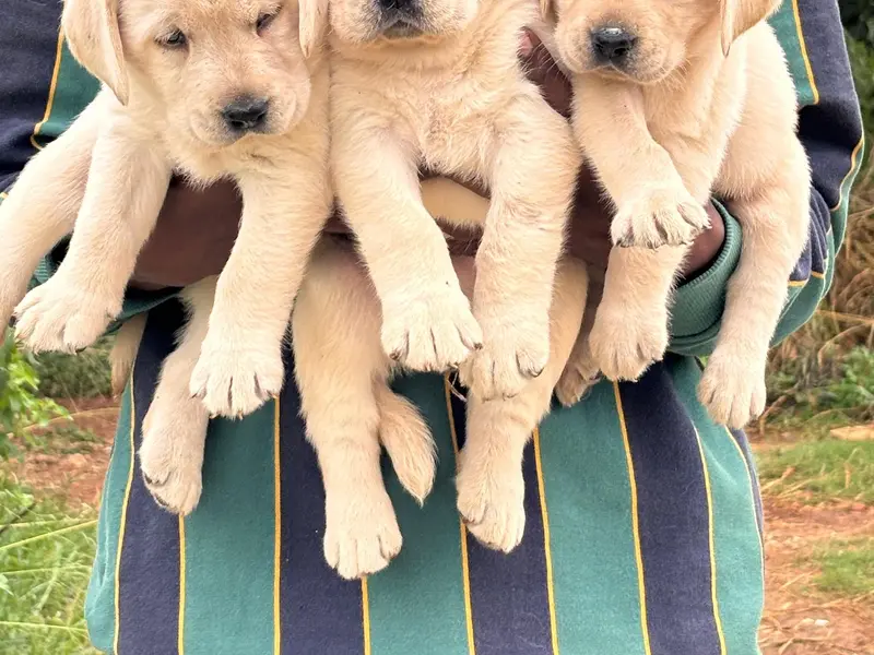 AS pet house (DOG PUPPIES BUY N SALES/PET WALKING /PET GROOMING/BORDING), photo 2