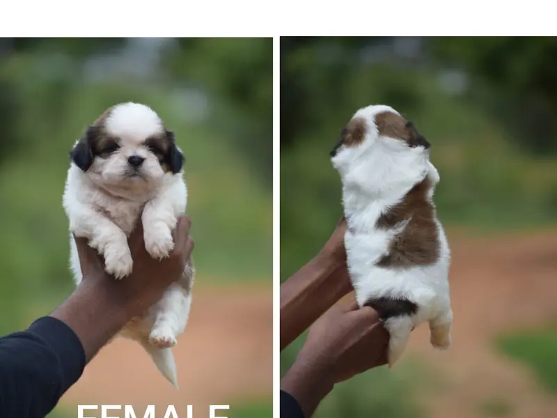AS pet house (DOG PUPPIES BUY N SALES/PET WALKING /PET GROOMING/BORDING), photo 3