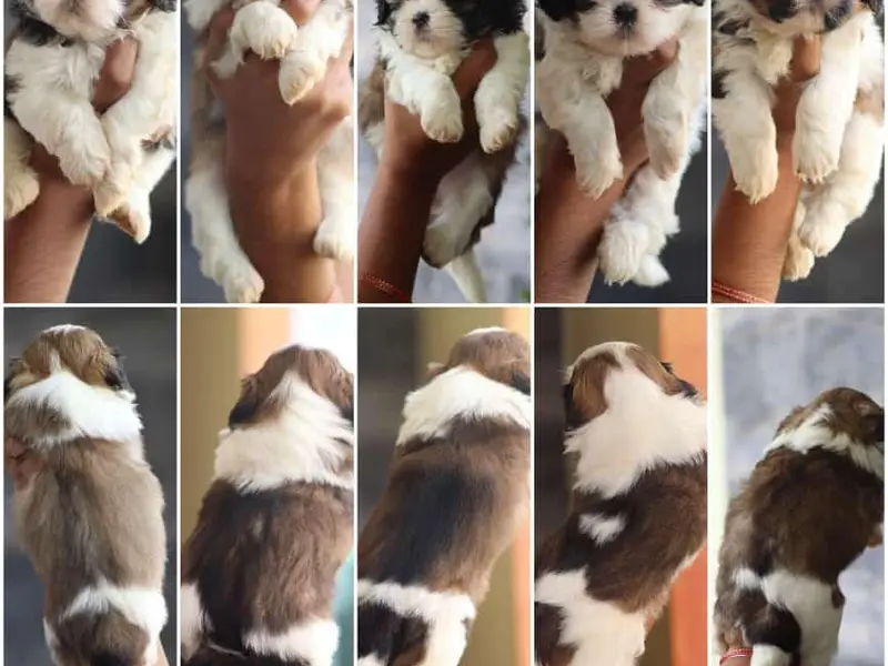 AS pet house (DOG PUPPIES BUY N SALES/PET WALKING /PET GROOMING/BORDING), photo 4