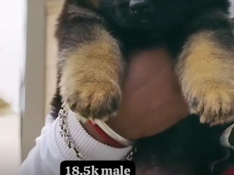 AS pet house (DOG PUPPIES BUY N SALES/PET WALKING /PET GROOMING/BORDING), photo 5
