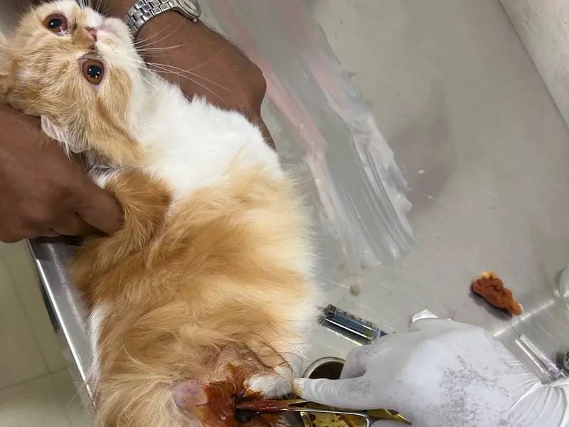 Pawrentz Vet Care, photo 5
