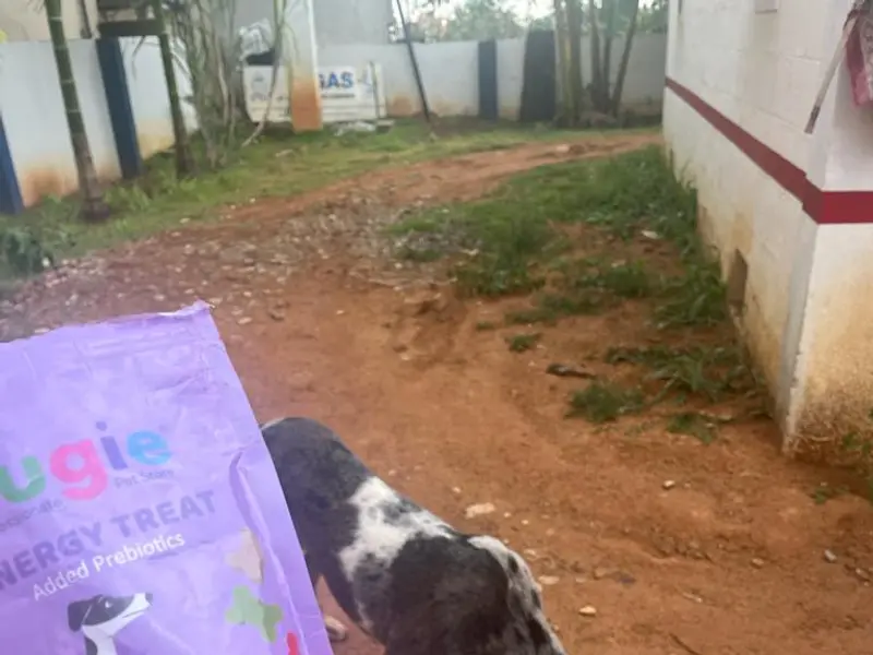 Augie - Pet Store | Pet Grooming And Spa In Jayanagar, photo 2