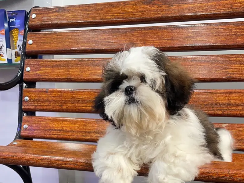 Augie - Pet Store | Pet Grooming And Spa In Jayanagar, photo 4