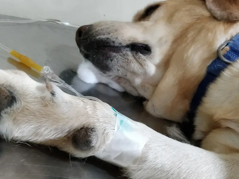 Bluecross Veterinary Centre, photo 5