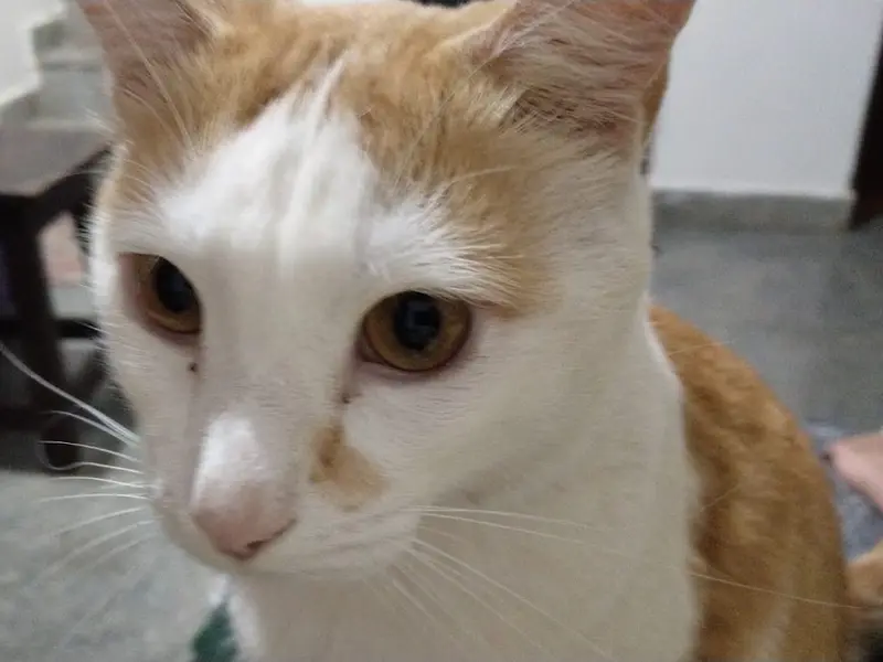 Dr. Doodley Pet Hospital Jayanagar - 24x7, photo 4