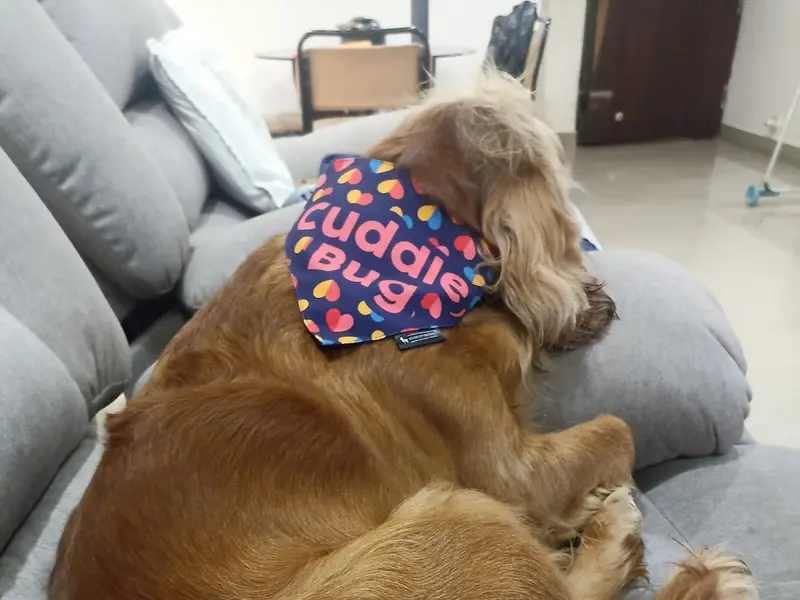 Heads Up For Tails Pet Store & Spa - Jayanagar, Bengaluru, photo 4