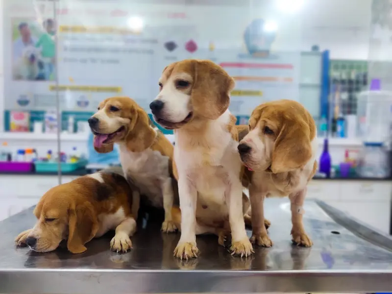 Papas Lifeline Pet Clinic & Veterinary Hospital – 24x7 Care Jayanagar, photo 5