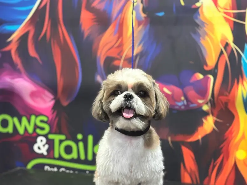 paws and tails - pet grooming, photo 2