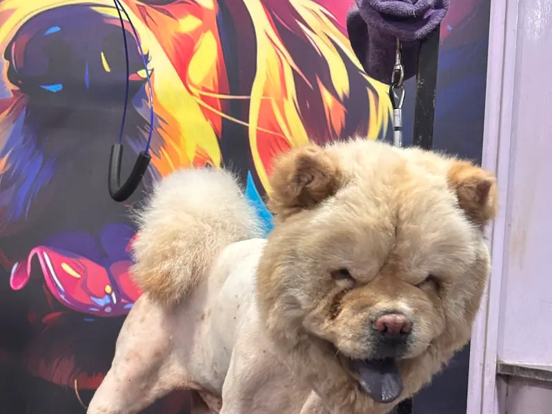 paws and tails - pet grooming, photo 3