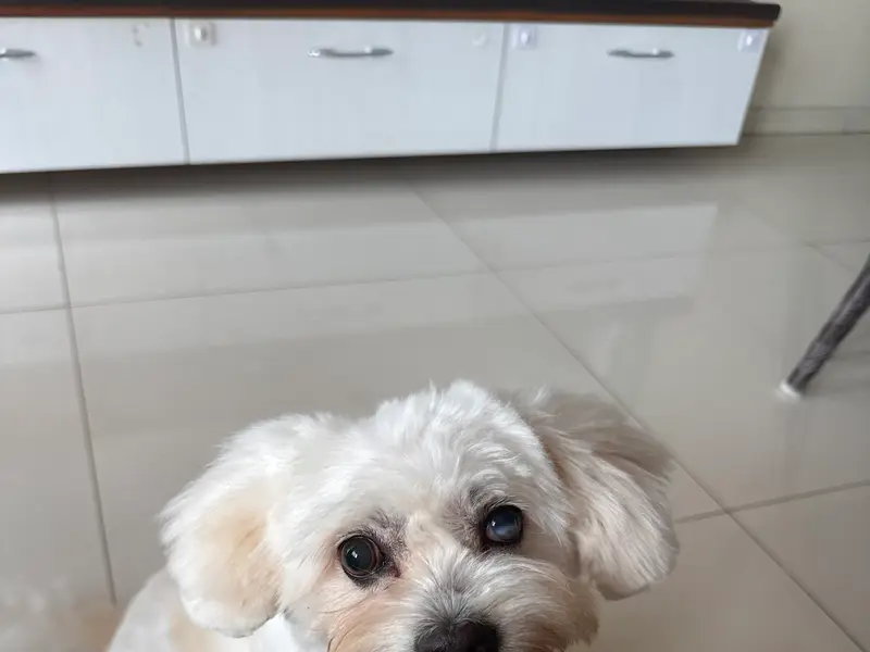 PawSpace | One-Stop Doorstep Pet-Care Platform, photo 2