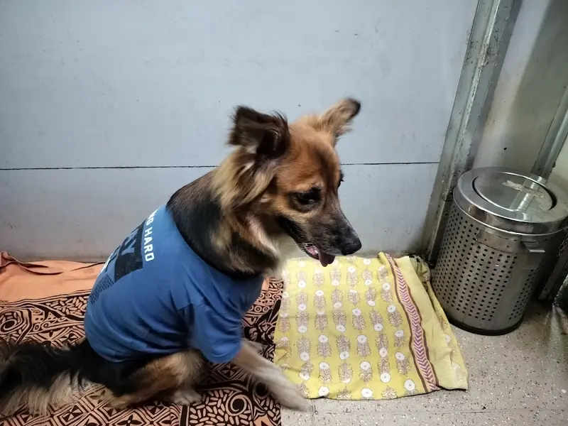 PawSpace | One-Stop Doorstep Pet-Care Platform, photo 3