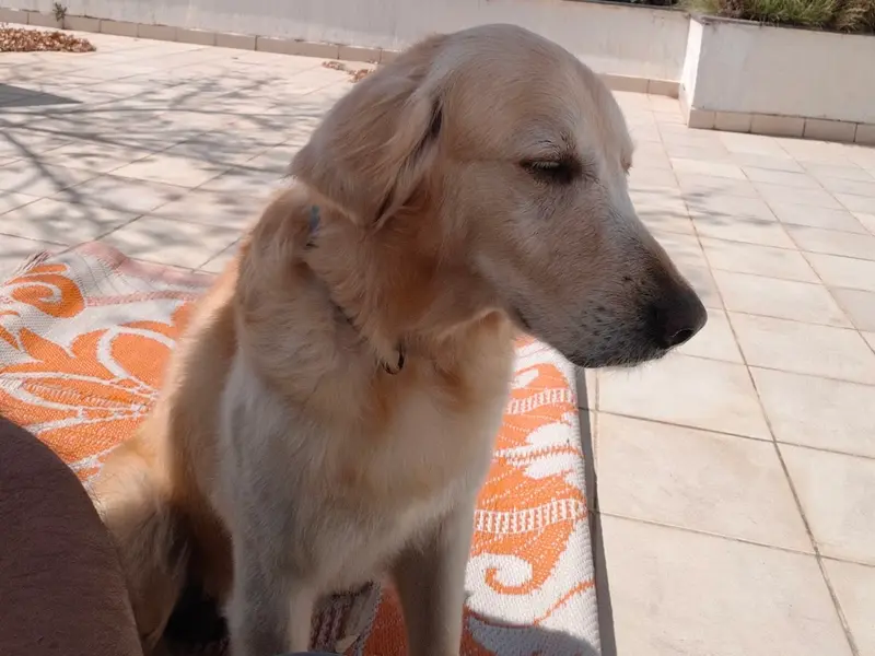 PawSpace | One-Stop Doorstep Pet-Care Platform, photo 4