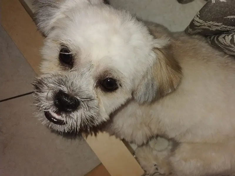 PawSpace | One-Stop Doorstep Pet-Care Platform, photo 5