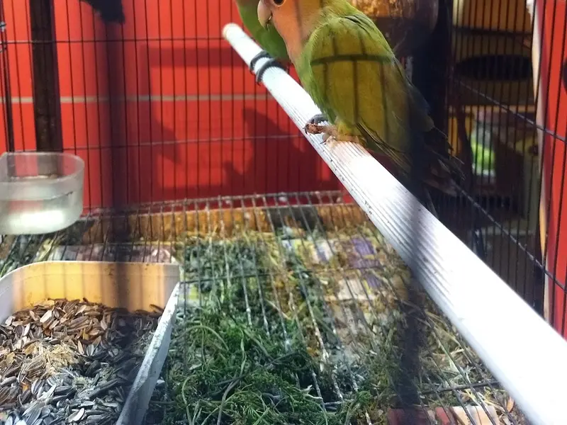 Pet Choice, photo 3