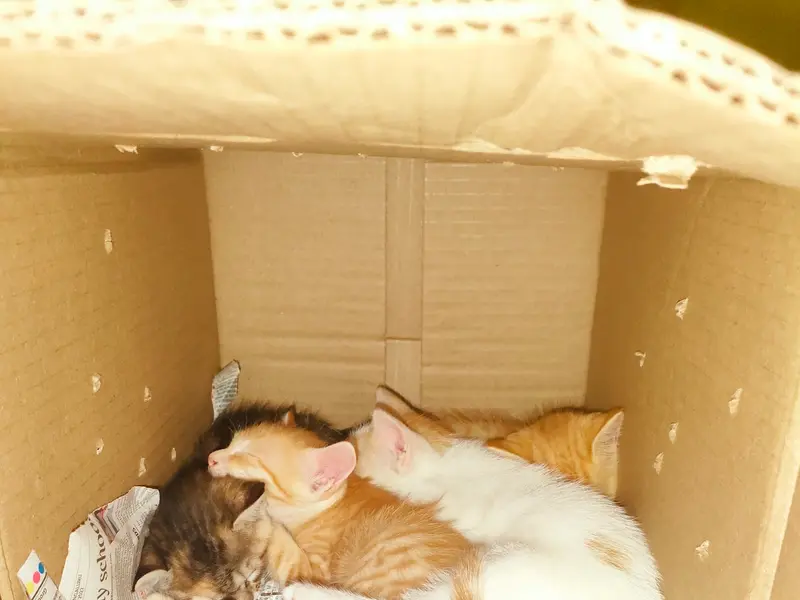 Pet Choice, photo 4