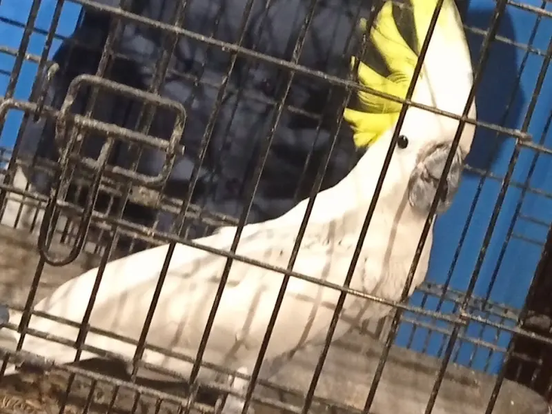 Thamu pets, photo 2