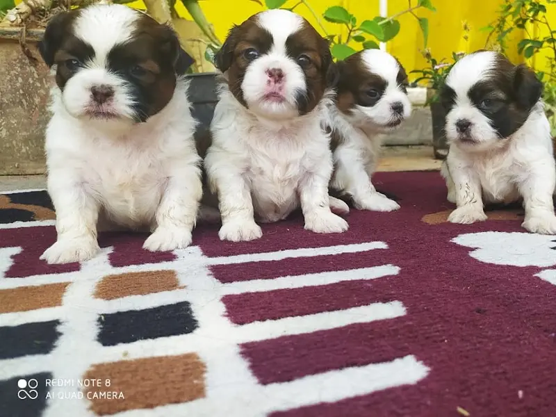 Thamu pets, photo 5