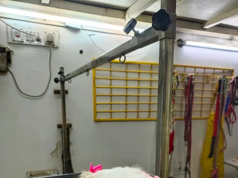 The Groomer, photo 2
