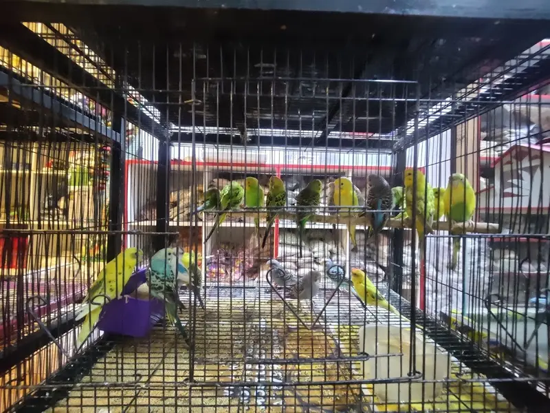 Bengaluru Pet Company - pet shop, photo 2