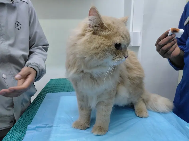 care vet hospital, photo 4
