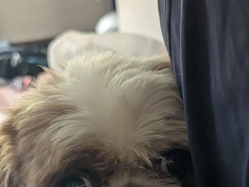 DogMama, photo 2