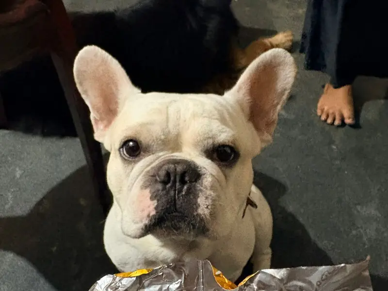 DogMama, photo 3