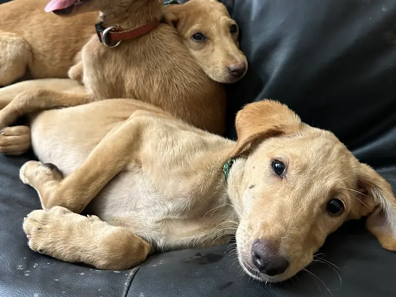 DogMama, photo 4