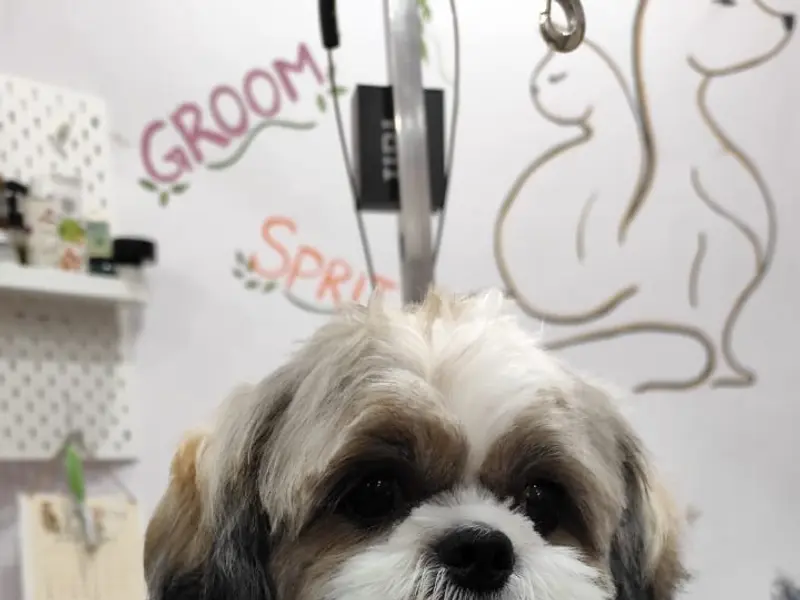 Earthypaws Pet Salon, photo 2