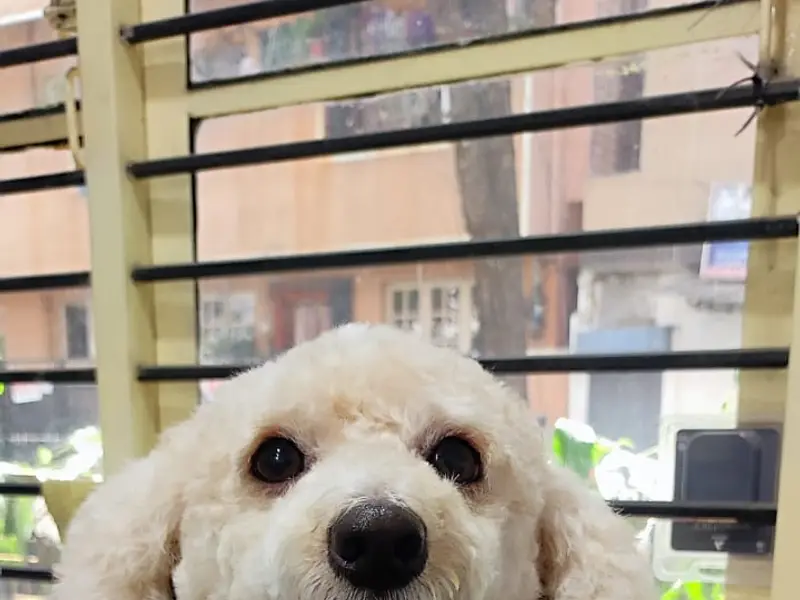 Earthypaws Pet Salon, photo 3