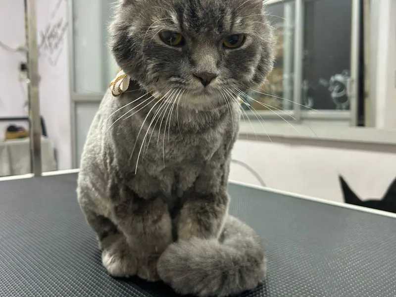 Earthypaws Pet Salon, photo 4