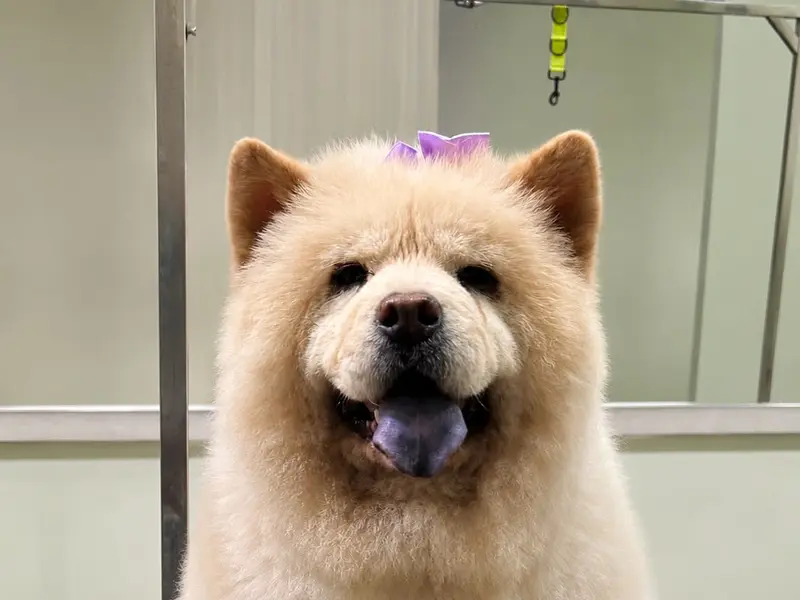 Earthypaws Pet Salon, photo 5