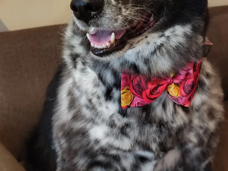 Earthypaws Pet Salon