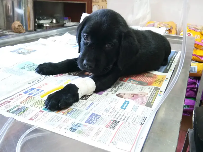 Cancure Pet Hospital Kacharakanahalli, photo 5