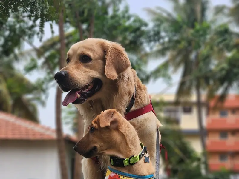 Roscoe Dog Training & Boarding Services, photo 5