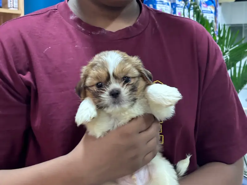 Royal Kennel in Bangalore
