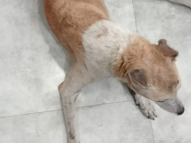 ALAI Rescues, photo 2