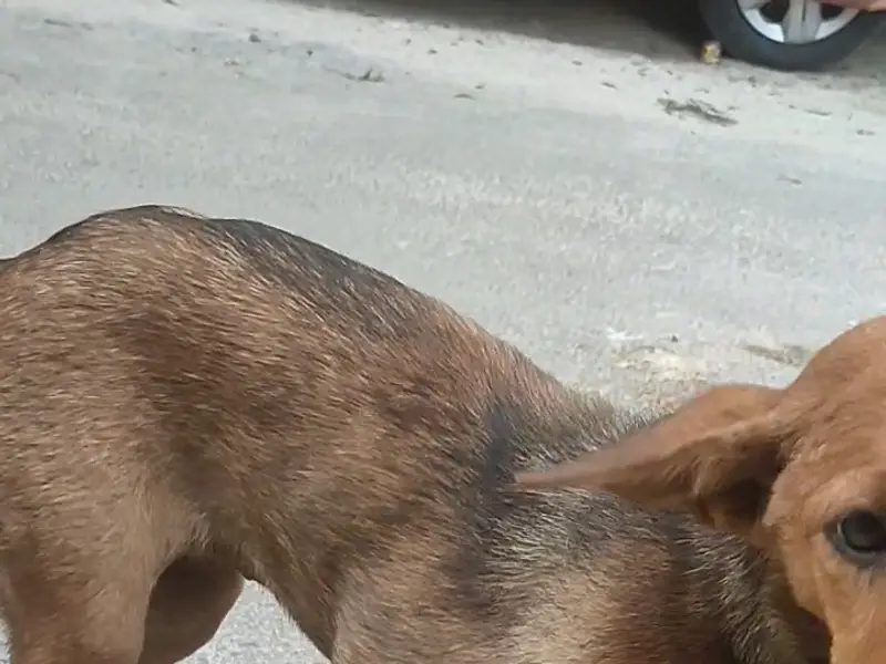 ALAI Rescues, photo 3