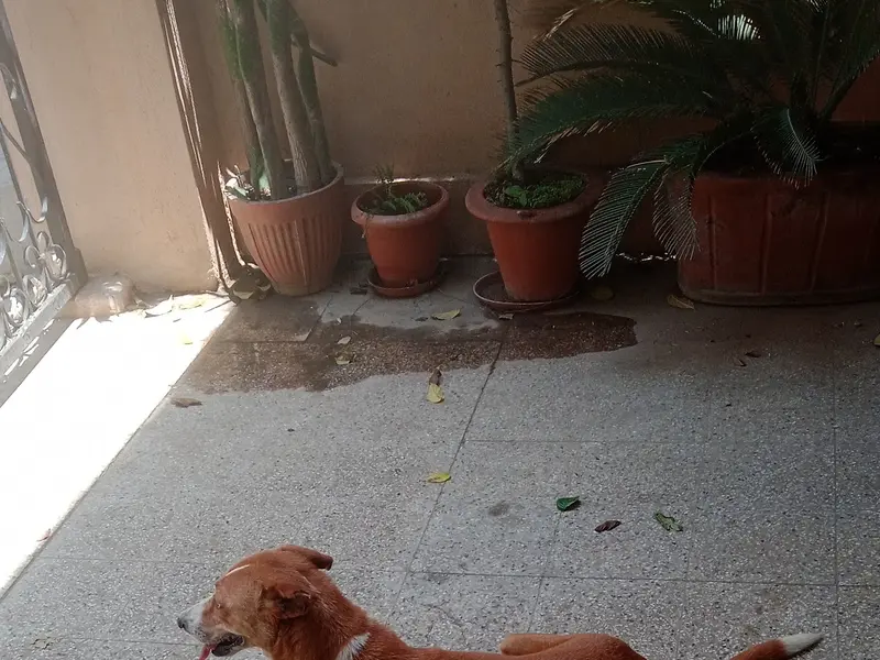 ALAI Rescues, photo 4