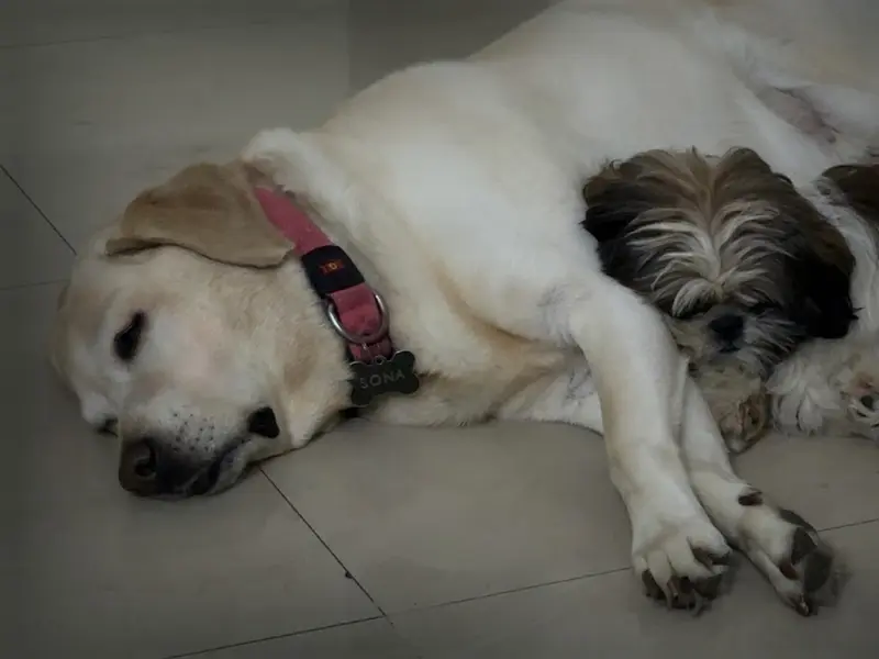 Sona pet care and boarding, photo 2
