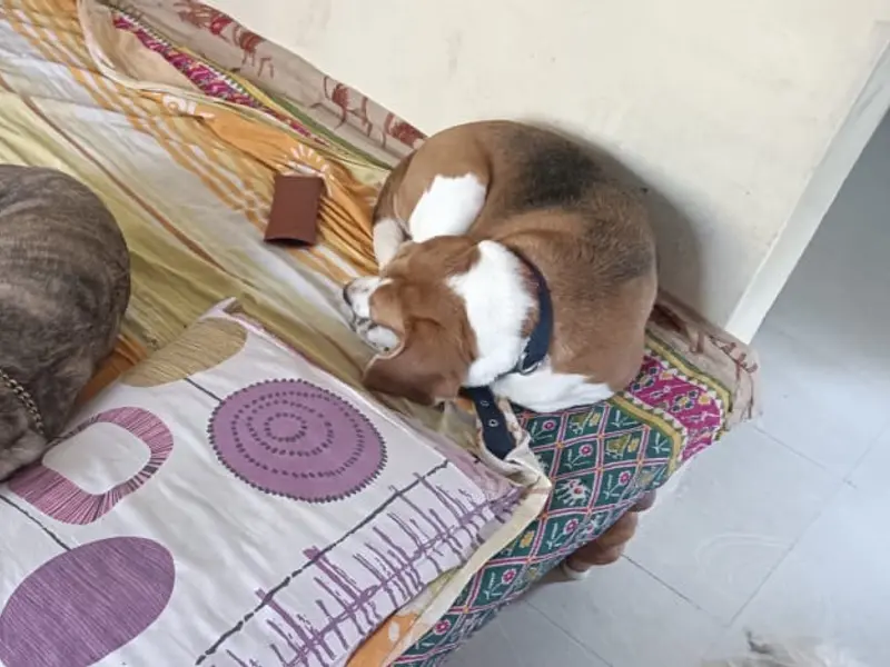 Sona pet care and boarding, photo 4