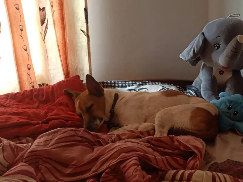 Sona pet care and boarding, photo 5